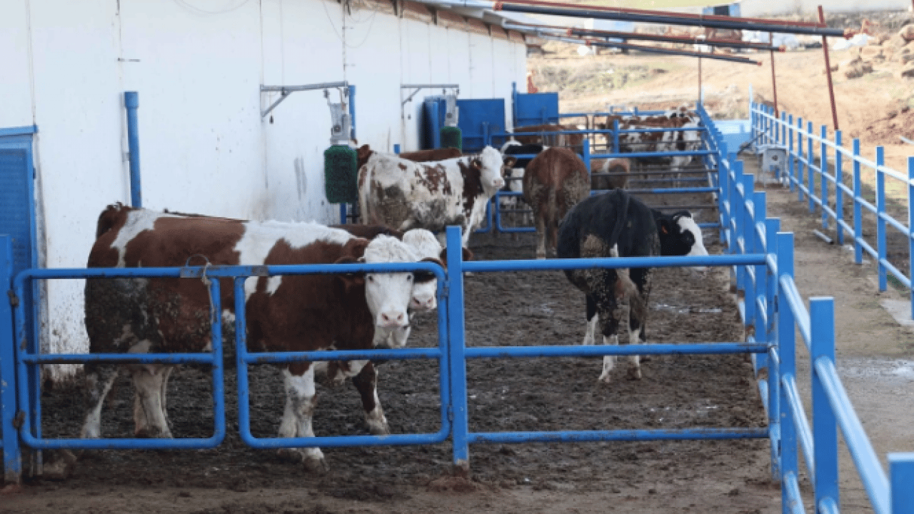 Foto - Toplam maliyeti dudak uçuklatıyor! Günlük üretimi 1.5 ton
