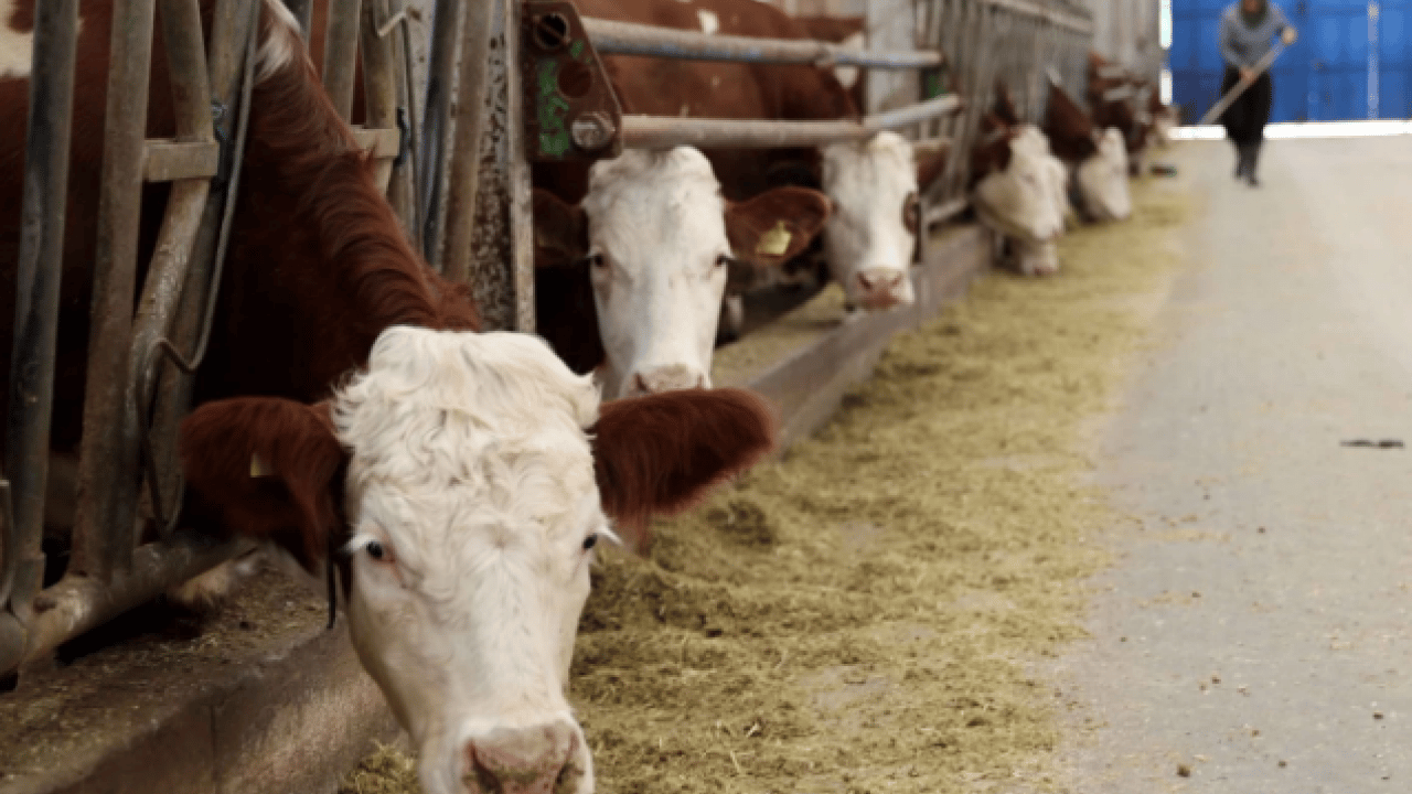Foto - Toplam maliyeti dudak uçuklatıyor! Günlük üretimi 1.5 ton