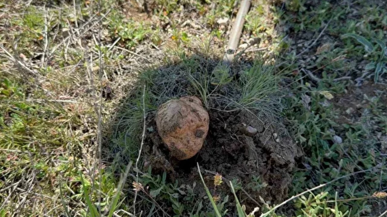 Foto - Toprağın altından ‘servet’ çıkıyor: Kilosu 2 bin TL’ye alıcı buluyor