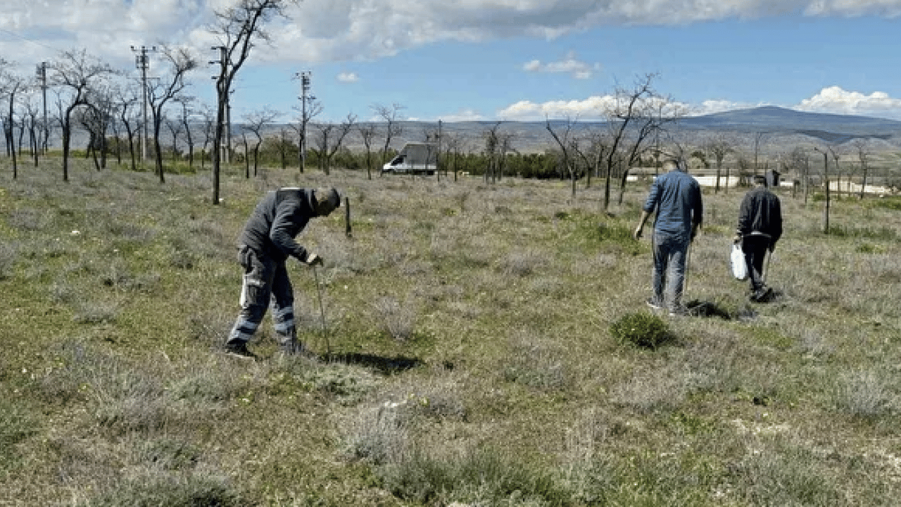 Foto - Toprağın altından ‘servet’ çıkıyor: Kilosu 2 bin TL’ye alıcı buluyor