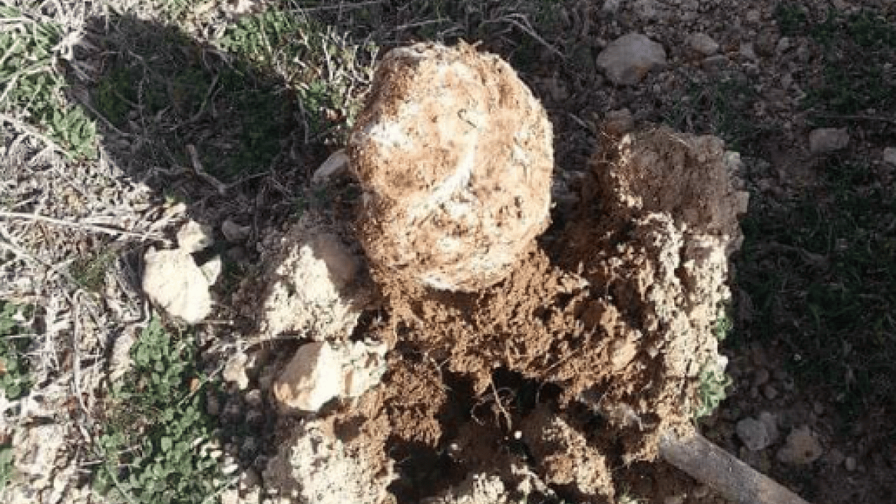Foto - Topraktan çıkaran köşeyi dönüyor! Ev ve araba satın aldı!