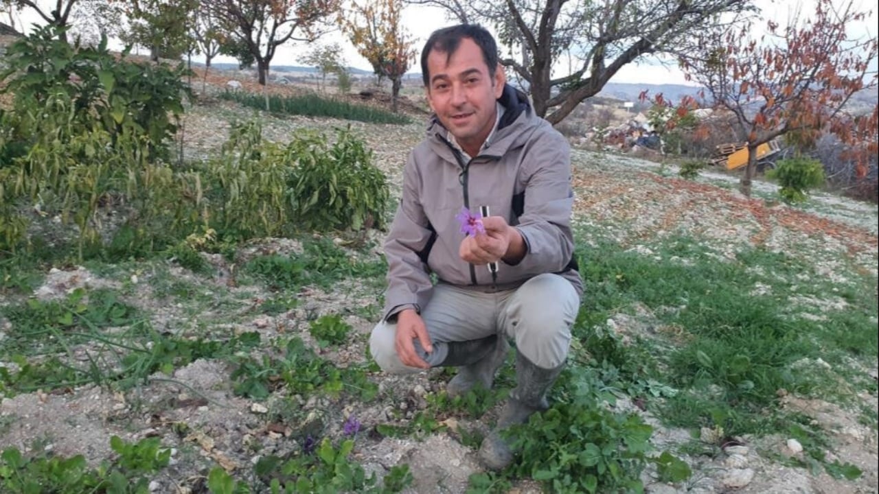 Foto - Topraktan servet fışkırdı! Demirci’de ilk defa yetiştirildi: 1 gramı altın değerinde