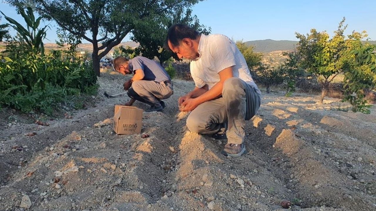 Topraktan servet fışkırdı! Demirci’de ilk defa yetiştirildi: 1 gramı altın değerinde