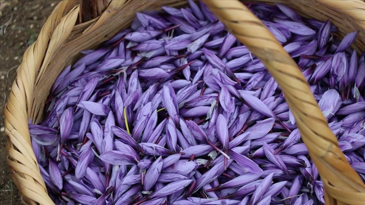 Foto - Topraktan servet fışkırdı! Demirci’de ilk defa yetiştirildi: 1 gramı altın değerinde