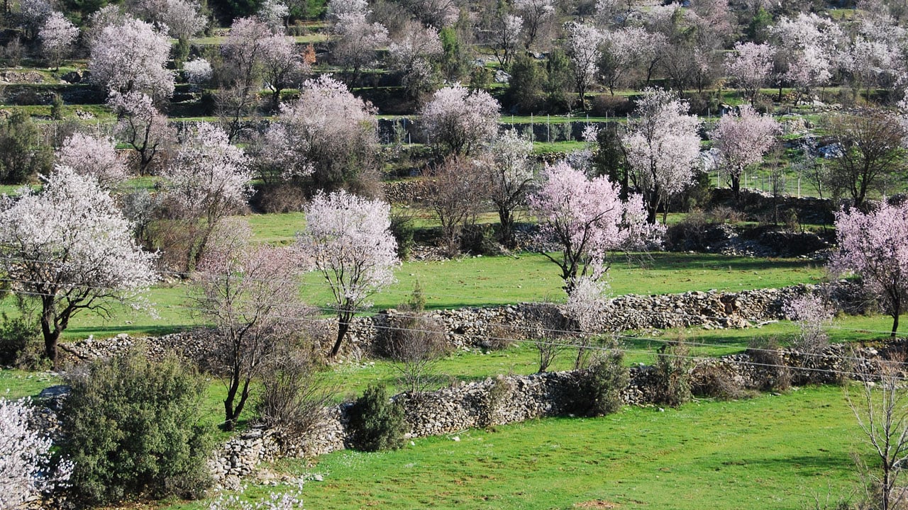 Foto - Toroslar’da bahar müjdesi! Badem ağaçları çiçek açtı