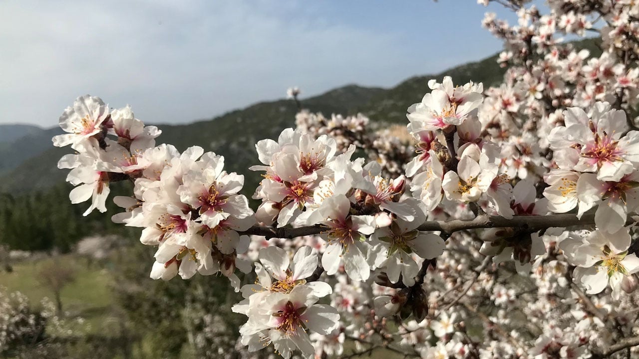 Toroslar’da bahar müjdesi! Badem ağaçları çiçek açtı