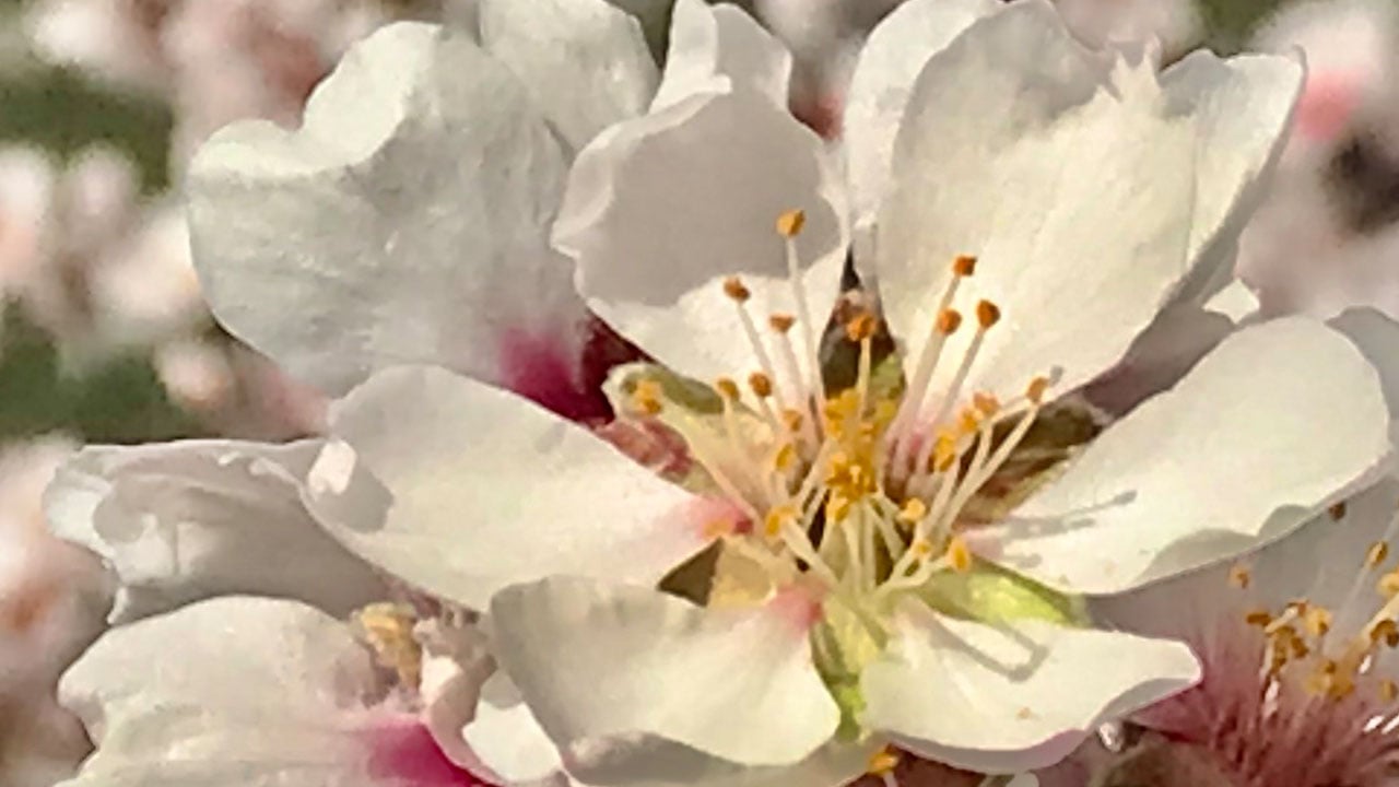 Foto - Toroslar’da bahar müjdesi! Badem ağaçları çiçek açtı