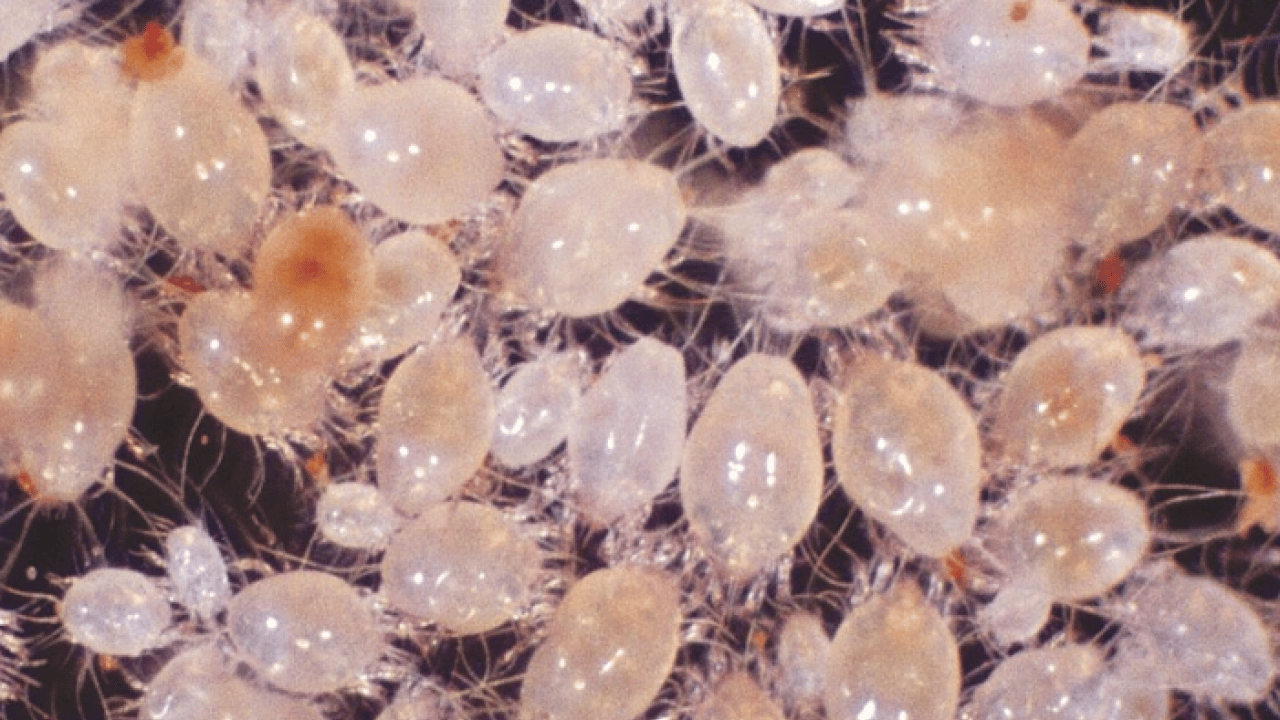 Foto - Toz böcekleri nasıl yok edilir? Başına bela olanlar yöntem arıyorsanız önce yapın bakın! Nasıl mücadele edecek