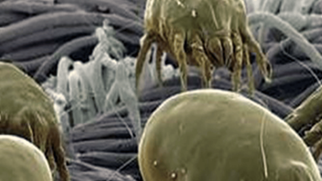 Foto - Toz böcekleri nasıl yok edilir? Başına bela olanlar yöntem arıyorsanız önce yapın bakın! Nasıl mücadele edecek