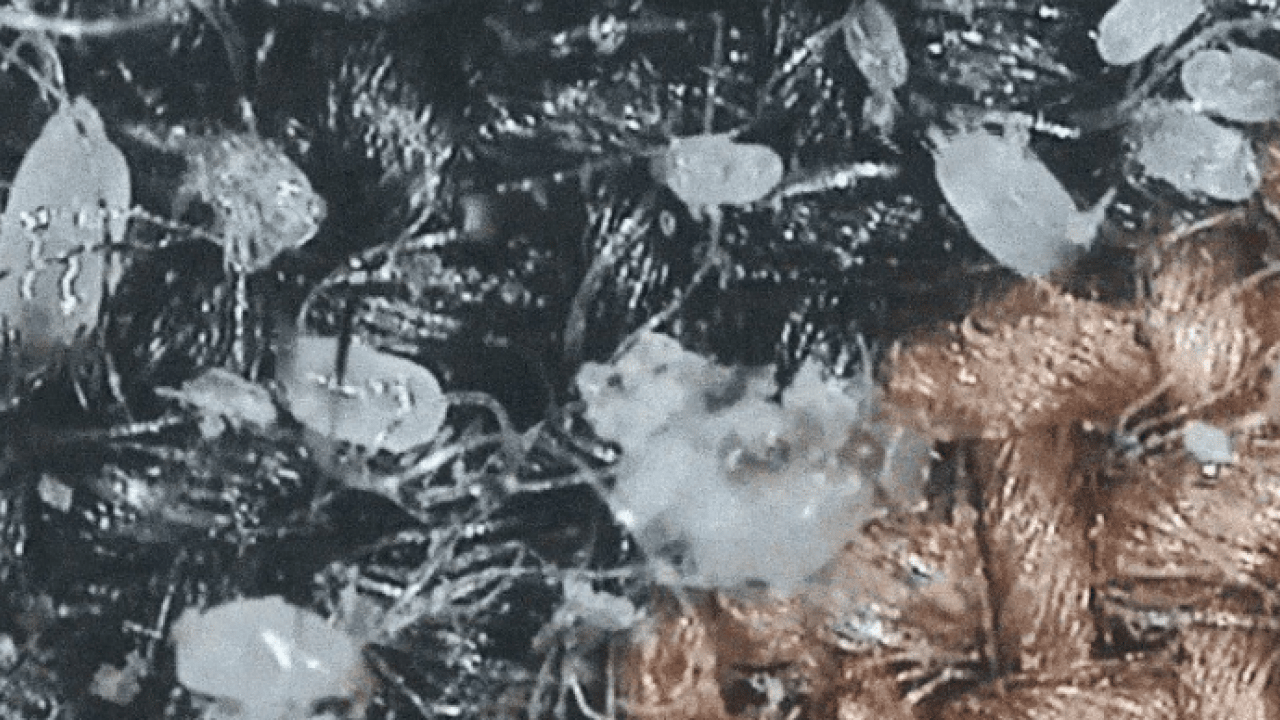 Foto - Toz böcekleri nasıl yok edilir? Başına bela olanlar yöntem arıyorsanız önce yapın bakın! Nasıl mücadele edecek