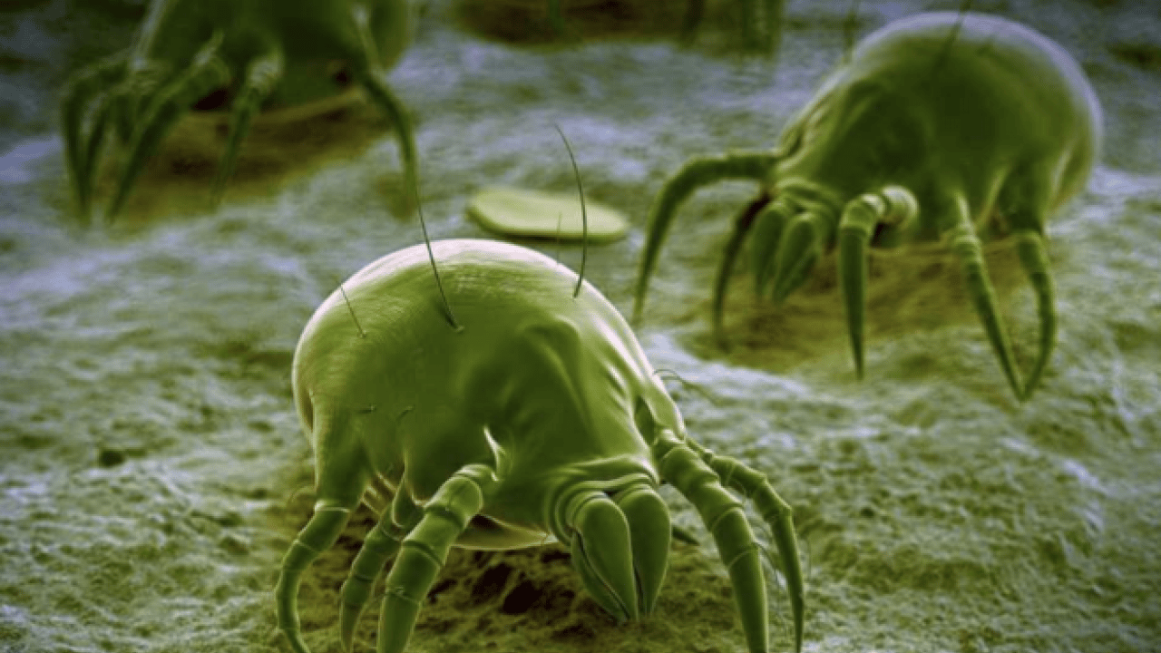 Foto - Toz böcekleri nasıl yok edilir? Başına bela olanlar yöntem arıyorsanız önce yapın bakın! Nasıl mücadele edecek