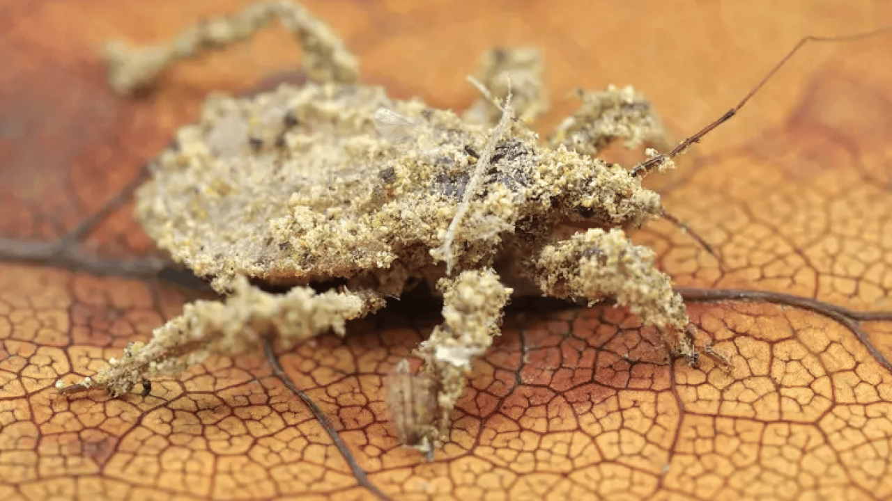 Foto - Toz böcekleri nasıl yok edilir? Başına bela olanlar yöntem arıyorsanız önce yapın bakın! Nasıl mücadele edecek