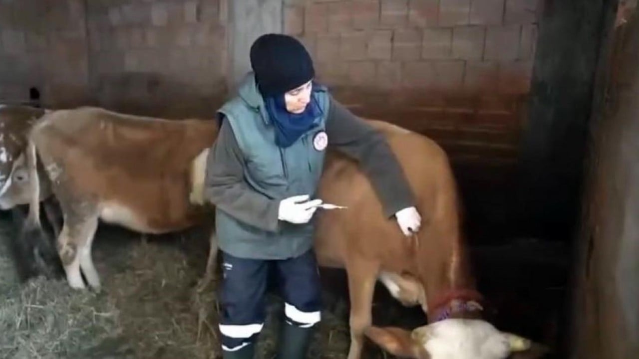 Foto - Trabzon'da karlar altında şap seferberliği