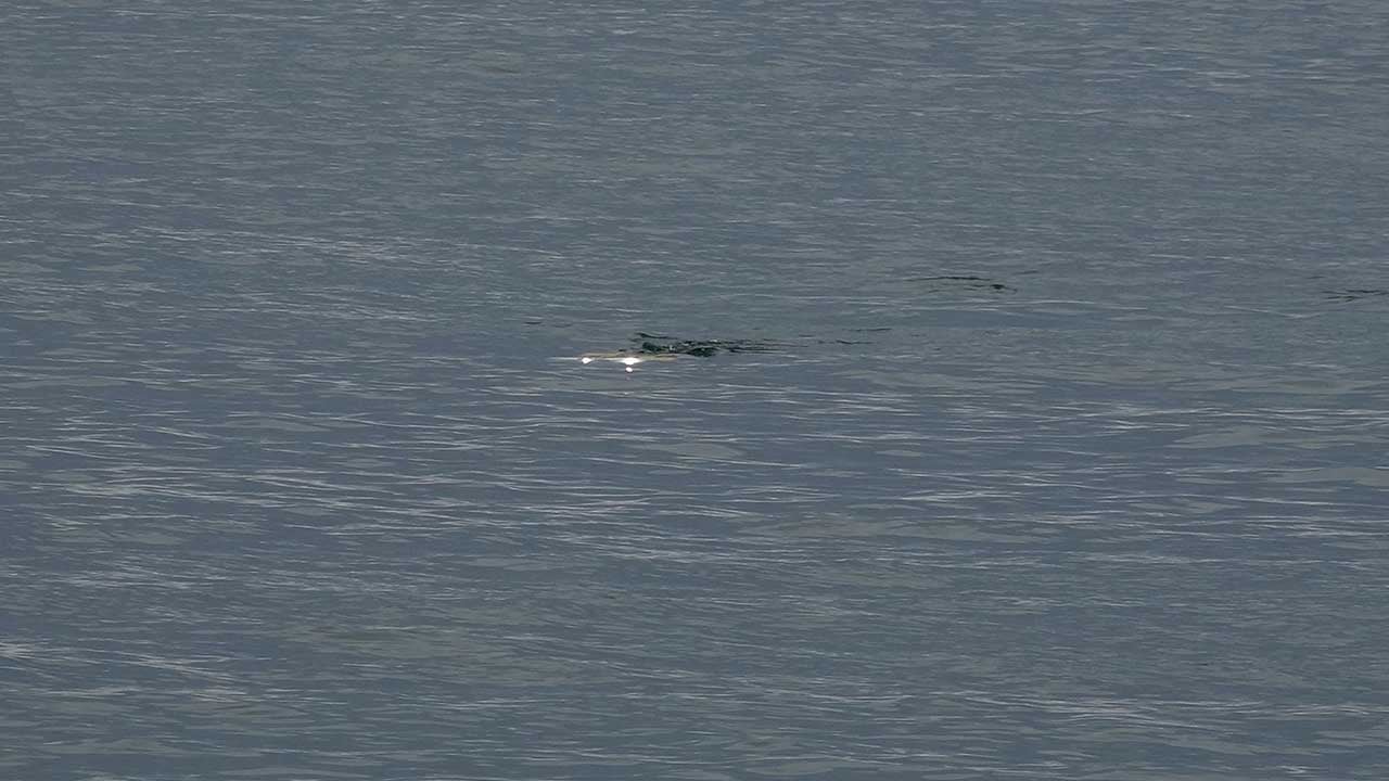 Foto - Trabzon'da korkulu bekleyiş! Sahilde eşyaları bulunan Enes Terzi için ekipler seferber oldu
