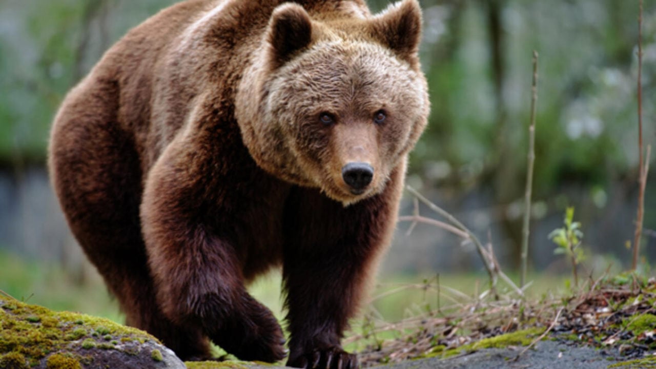 Foto - Tüfek mermisi işlemez iken bu onu yamultuyor! Ayı saldırısına biber gazı çözümü!