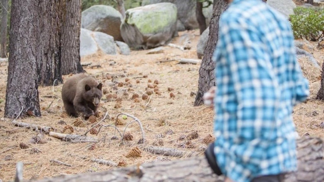 Tüfek mermisi işlemez iken bu onu yamultuyor! Ayı saldırısına biber gazı çözümü!