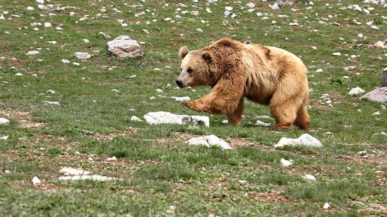 Foto - Tüfek mermisi işlemez iken bu onu yamultuyor! Ayı saldırısına biber gazı çözümü!