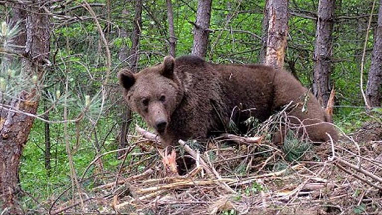 Foto - Tüfek mermisi işlemez iken bu onu yamultuyor! Ayı saldırısına biber gazı çözümü!
