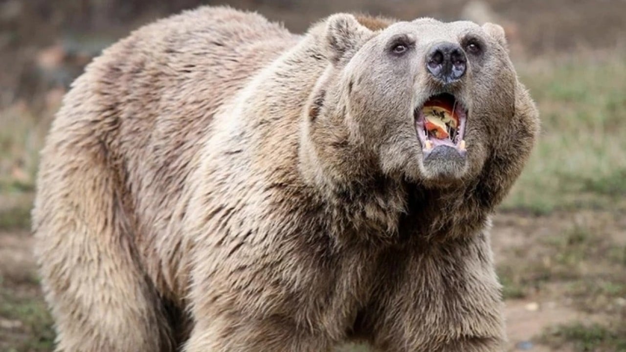 Foto - Tüfek mermisi işlemez iken bu onu yamultuyor! Ayı saldırısına biber gazı çözümü!