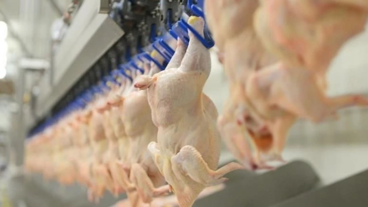 Foto - Tüketiciyi üzecek haber! Beyaz et fiyatlarına zam yolda