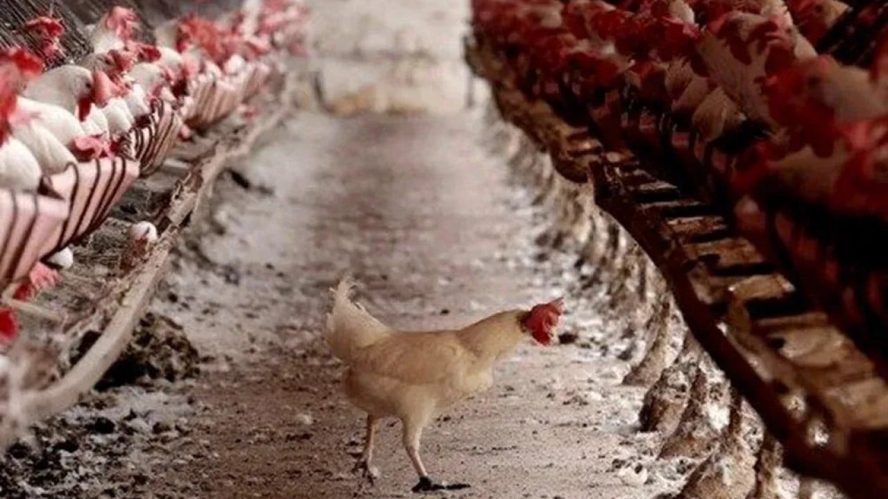 Foto - Tüm Avrupa risk altında!