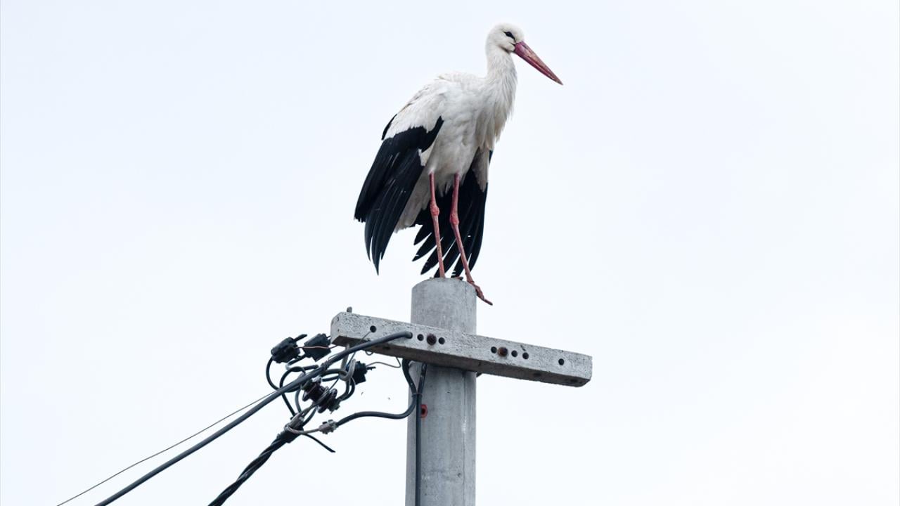 Foto - Tüm Türkiye merakla bekliyordu! Yaren Leylek 15. yılda da göçüp geldi