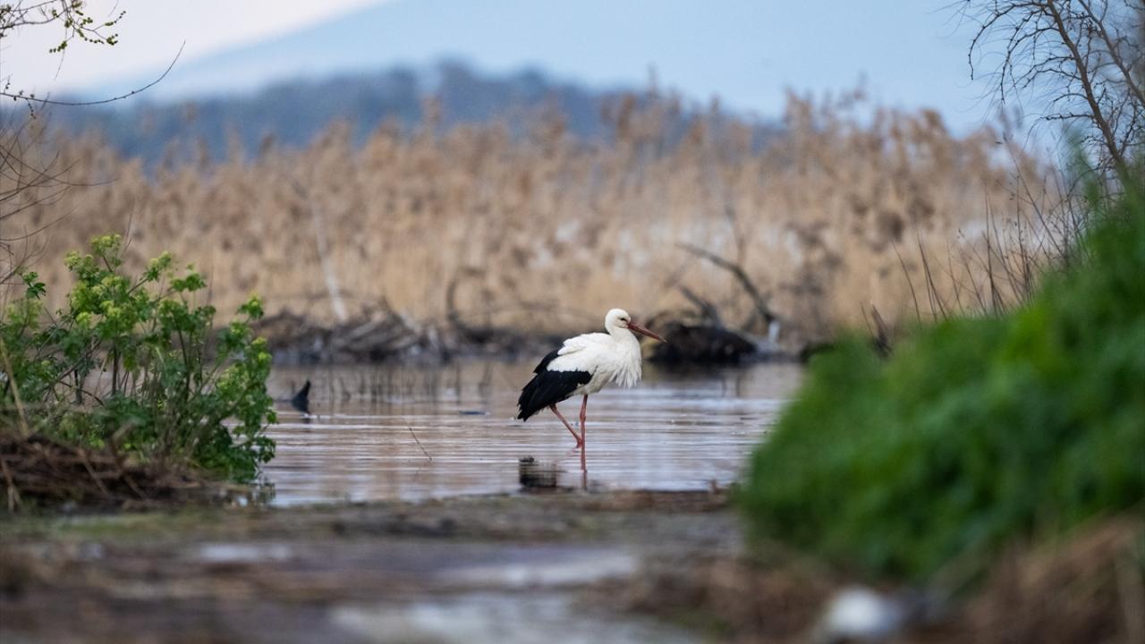 Foto - Tüm Türkiye merakla bekliyordu! Yaren Leylek 15. yılda da göçüp geldi