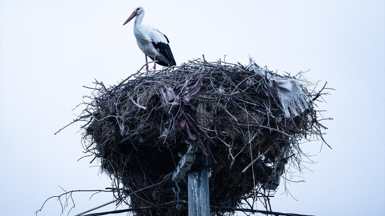 Foto - Tüm Türkiye merakla bekliyordu! Yaren Leylek 15. yılda da göçüp geldi