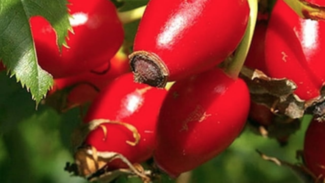 Foto - Tüm vücudu resetliyor... Etkisi tüm kış sürüyor! Vitamini fullüyor, bağışıklık sistemine derman oluyor