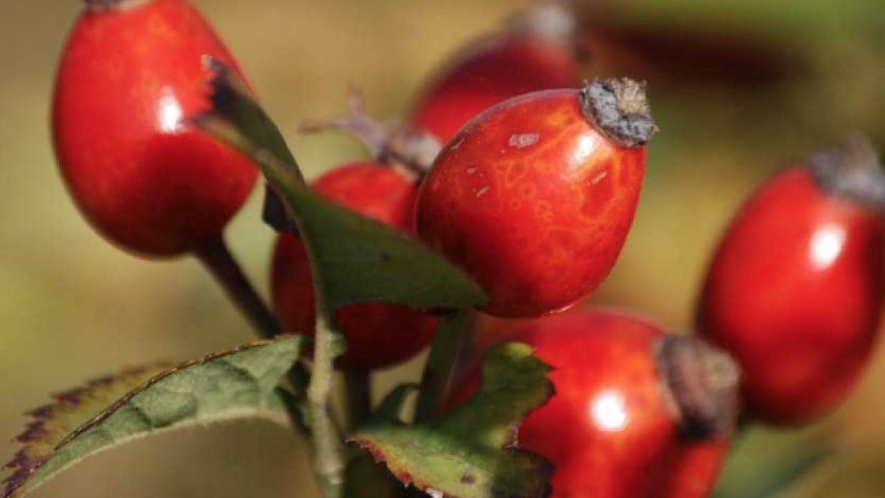 Foto - Tüm vücudu resetliyor... Etkisi tüm kış sürüyor! Vitamini fullüyor, bağışıklık sistemine derman oluyor