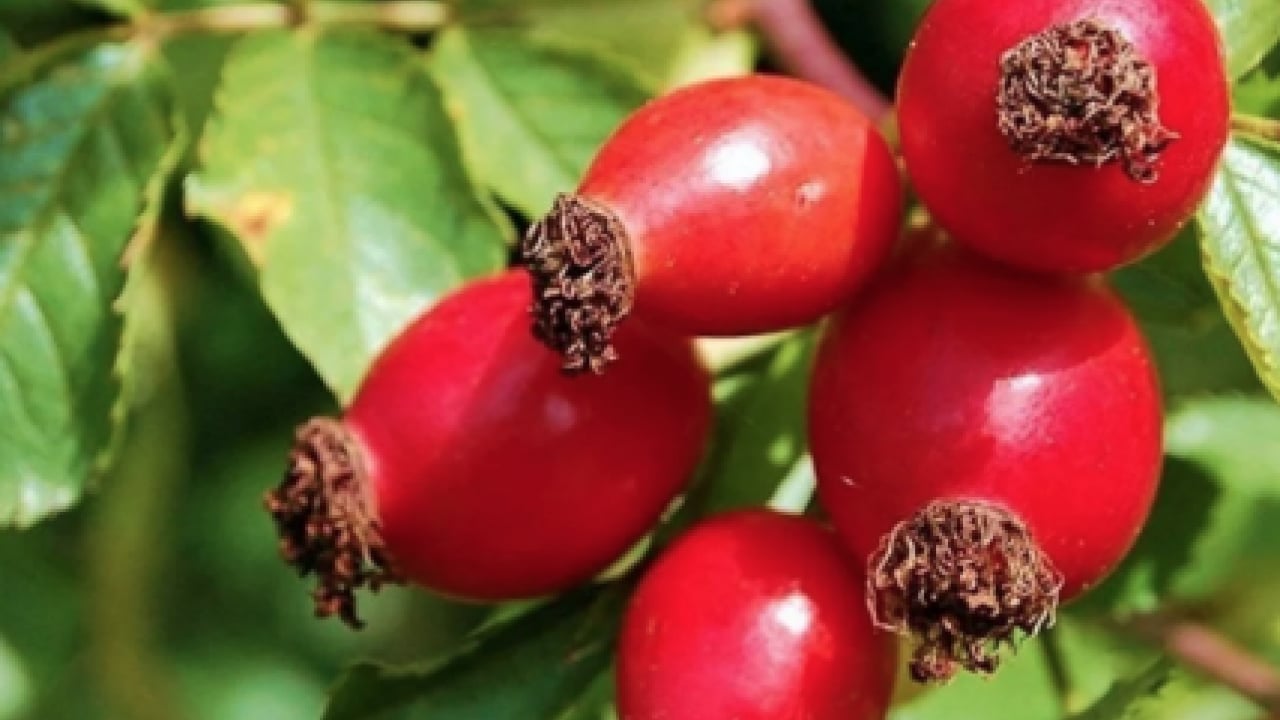 Foto - Tüm vücudu resetliyor... Etkisi tüm kış sürüyor! Vitamini fullüyor, bağışıklık sistemine derman oluyor