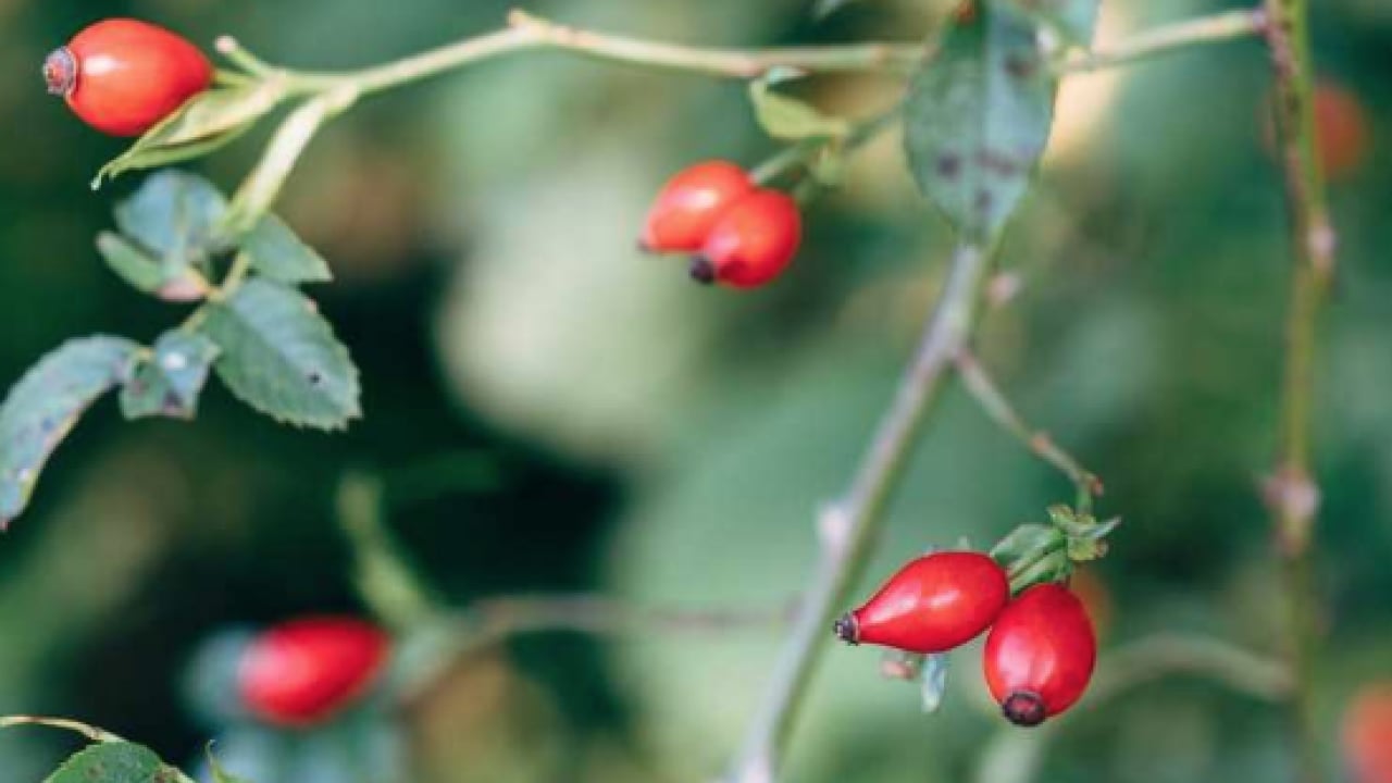 Foto - Tüm vücudu resetliyor... Etkisi tüm kış sürüyor! Vitamini fullüyor, bağışıklık sistemine derman oluyor