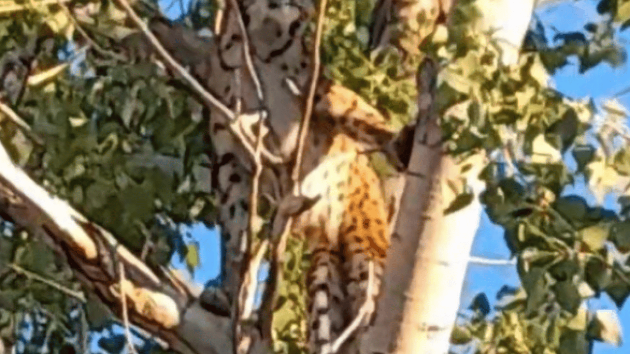 Foto - Tunceli kırsalında ortaya çıktı! Çok ender rastlanan bir tür