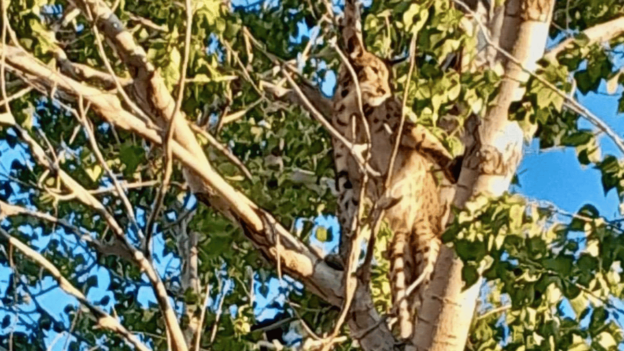 Tunceli kırsalında ortaya çıktı! Çok ender rastlanan bir tür