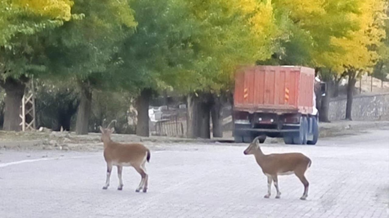 Foto - Tunceli'de doğa büyüledi! Dağ keçileri sararan yapraklar arasında görsel şölen sundu