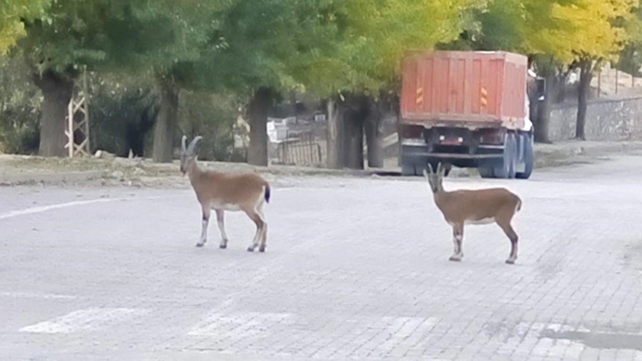 Foto - Tunceli'de doğa büyüledi! Dağ keçileri sararan yapraklar arasında görsel şölen sundu