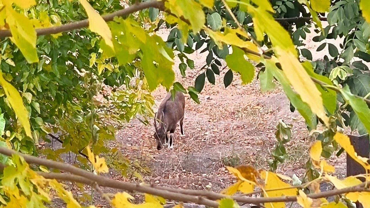 Tunceli'de doğa büyüledi! Dağ keçileri sararan yapraklar arasında görsel şölen sundu