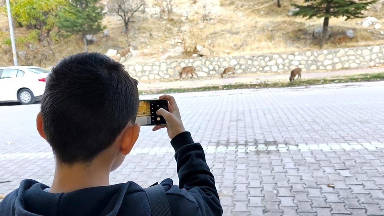 Foto - Tunceli'de doğa büyüledi! Dağ keçileri sararan yapraklar arasında görsel şölen sundu
