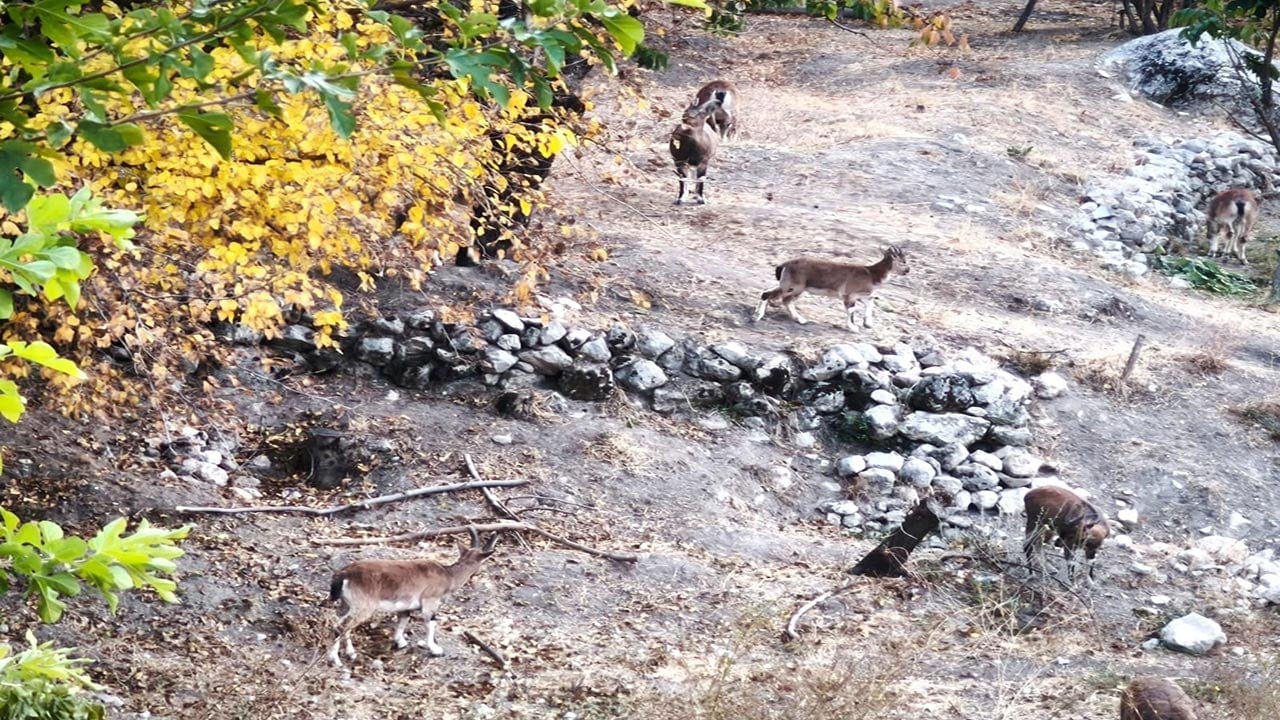 Foto - Tunceli'de doğa büyüledi! Dağ keçileri sararan yapraklar arasında görsel şölen sundu