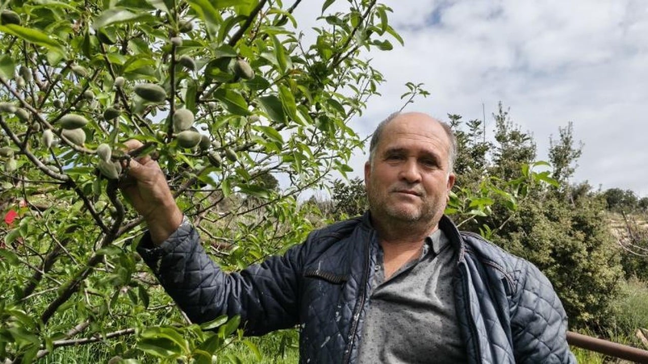 Foto - Turfanda çağla 150 liradan satışa çıktı