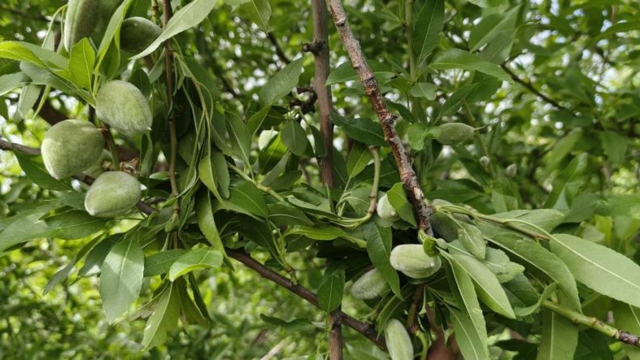 Foto - Turfanda çağla 150 liradan satışa çıktı
