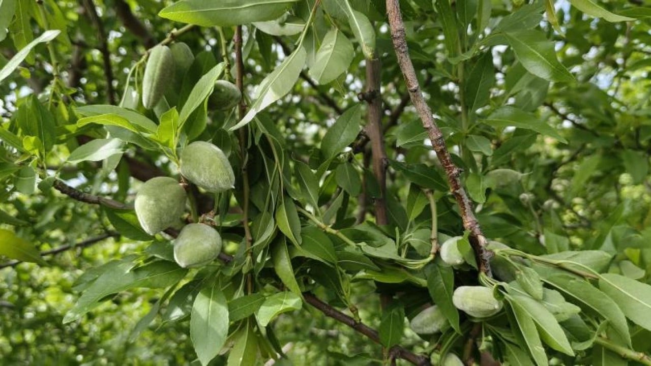 Foto - Turfanda çağla 150 liradan satışa çıktı