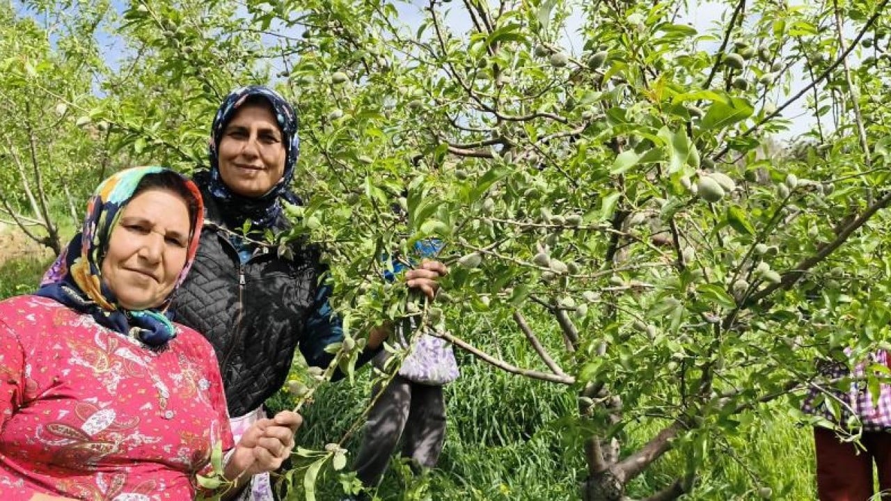 Foto - Turfanda çağla 150 liradan satışa çıktı