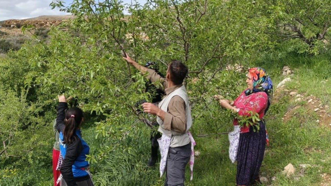 Turfanda çağla 150 liradan satışa çıktı