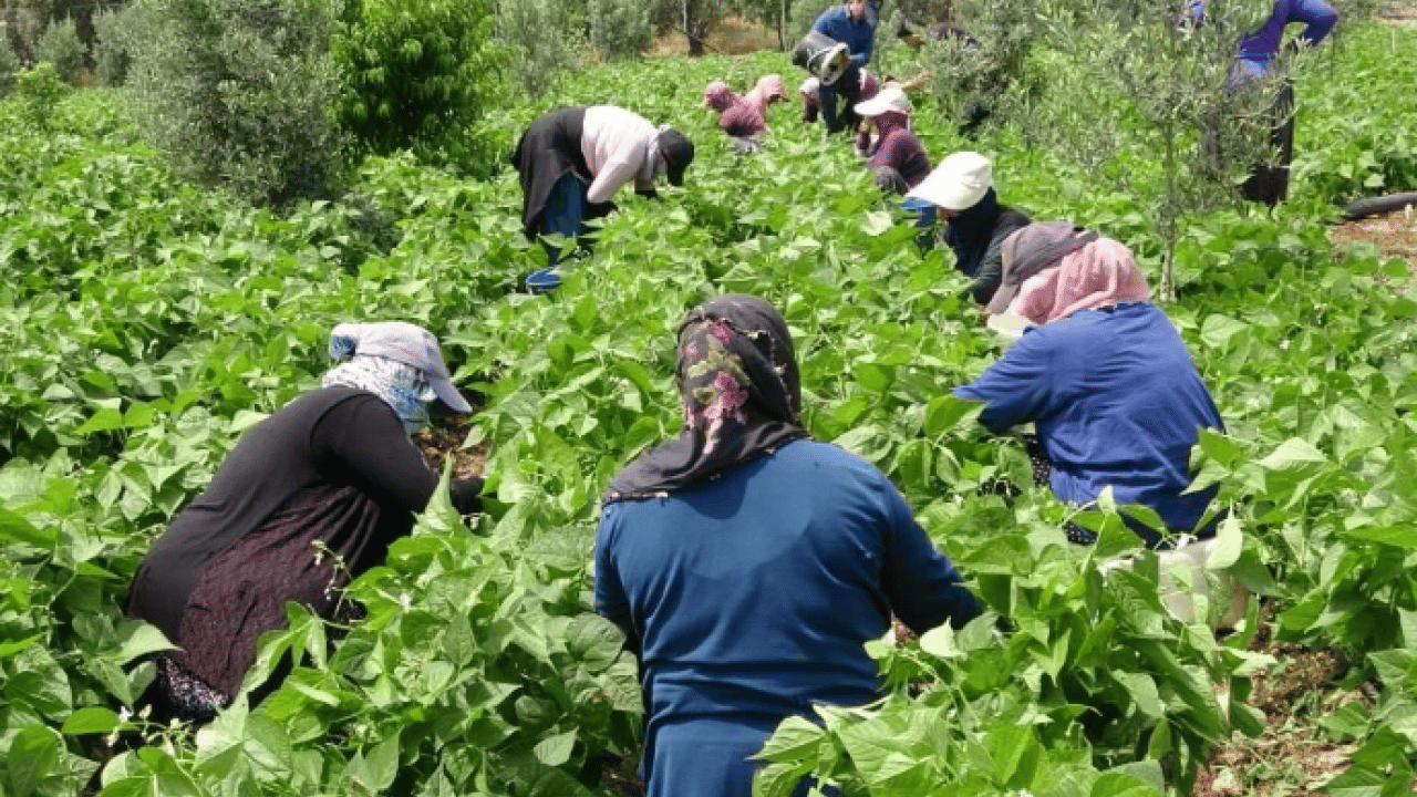 Turfanda "sarıkız" tezgâhlarda yerini aldı: Kilosu 100 TL’ye satılıyor