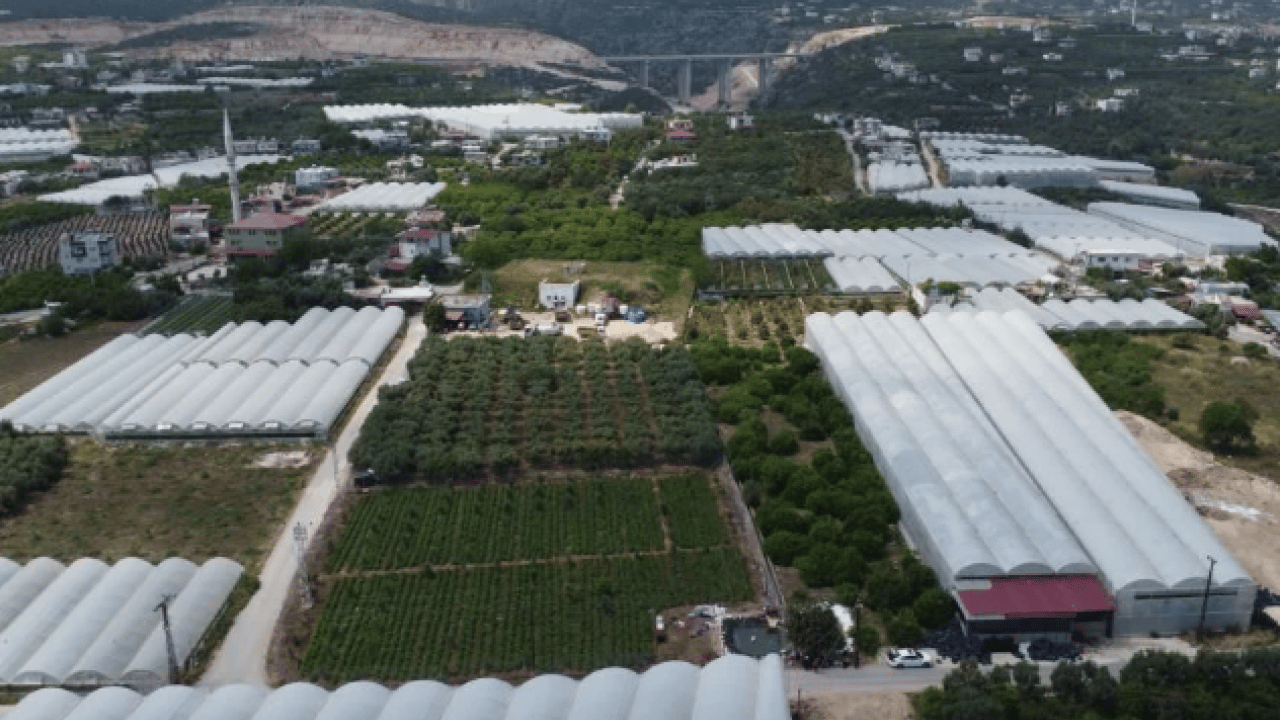 Foto - Turfanda "sarıkız" tezgâhlarda yerini aldı: Kilosu 100 TL’ye satılıyor