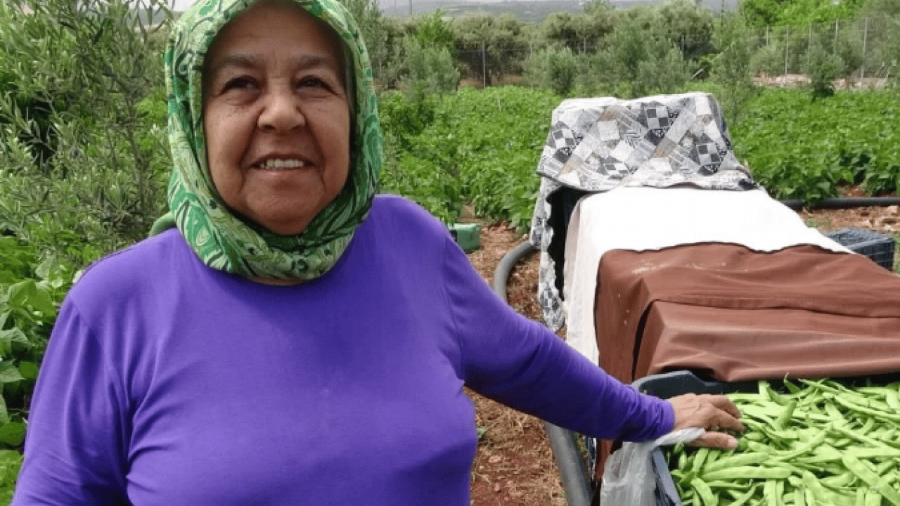 Foto - Turfanda "sarıkız" tezgâhlarda yerini aldı: Kilosu 100 TL’ye satılıyor