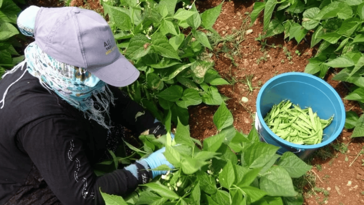 Foto - Turfanda "sarıkız" tezgâhlarda yerini aldı: Kilosu 100 TL’ye satılıyor