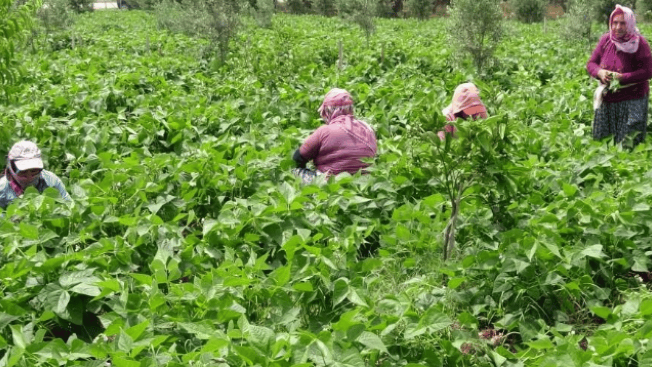 Foto - Turfanda "sarıkız" tezgâhlarda yerini aldı: Kilosu 100 TL’ye satılıyor
