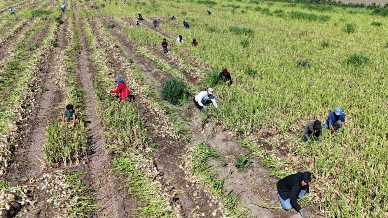Foto - Turfanda soğana tarlada 15 lira beklentisi